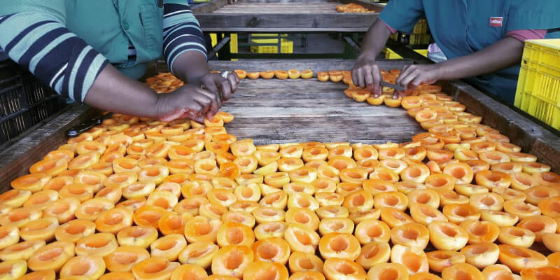 Handling-peaches