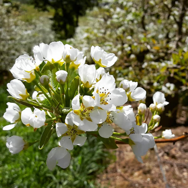 White-blossoms